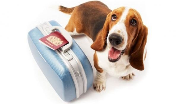 Hoteles Pet Friendly Cancún - EnCancun.com
