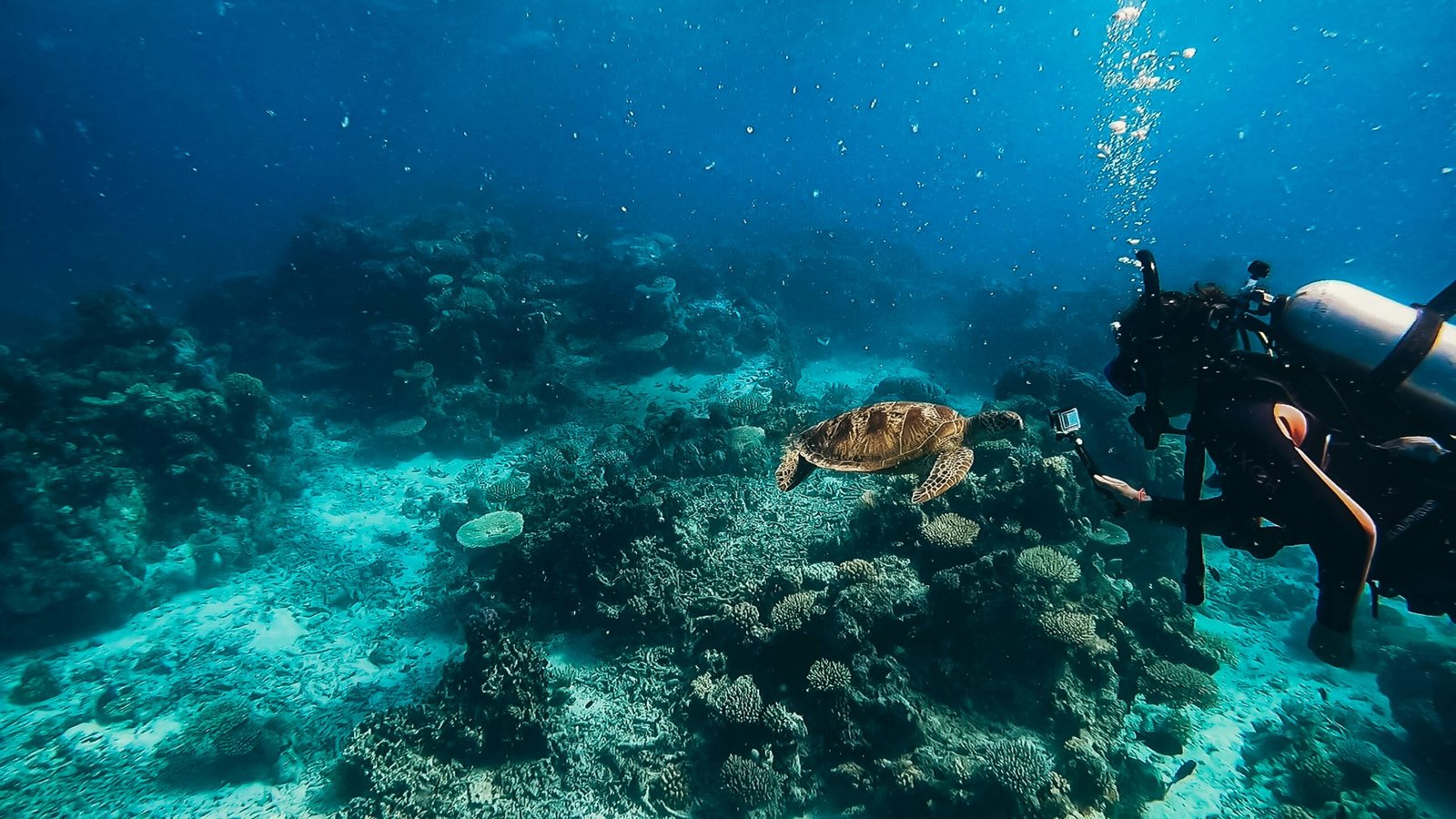 a scuba diver and a turtle on a coral reef